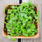 Top-down view of Microgreens Blend microgreens showcasing mixed baby leaves in a shallow wooden tray