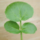 Close-up of watercress seedling showcasing bright round cotyledons and first true leaves on a light wood background