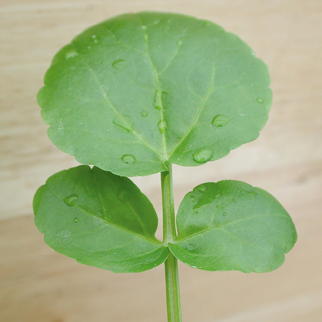 Close-up of watercress seedling showcasing bright round cotyledons and first true leaves on a light wood background