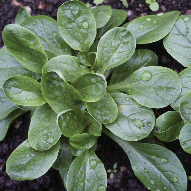 Overhead view of Étampes corn salad plant showing dark green spoon-shaped leaves with water droplets on soil