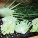 Front view of Preludio fennel bulb with green fronds on a dark background
