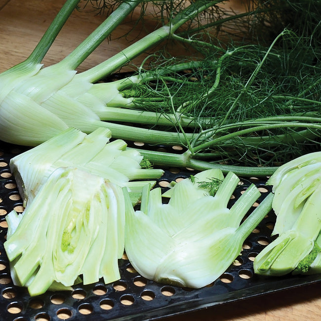 Front view of Preludio fennel bulb with green fronds on a dark background