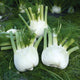 Close-up of Preludio fennel bulbs showcasing white, layered bulbs and green stalks on a bed of fennel fronds