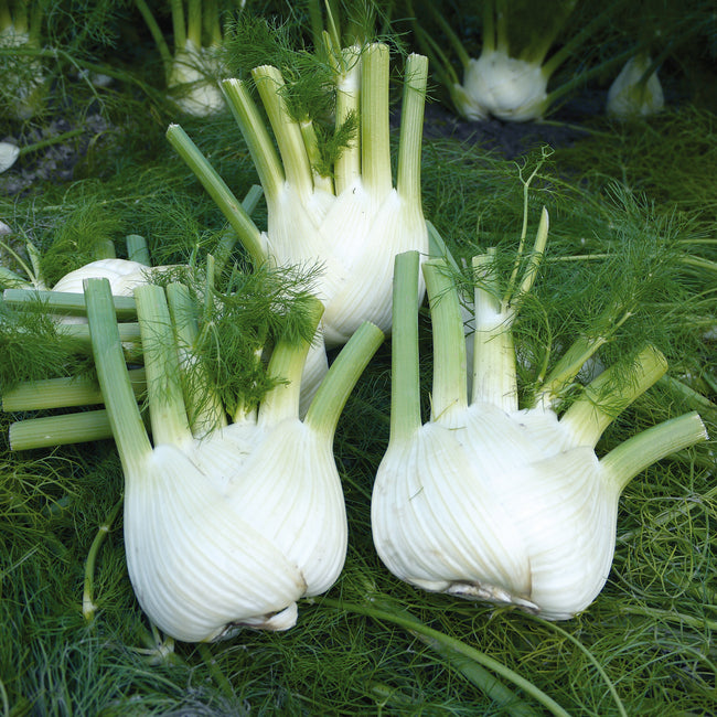 Close-up of Preludio fennel bulbs showcasing white, layered bulbs and green stalks on a bed of fennel fronds