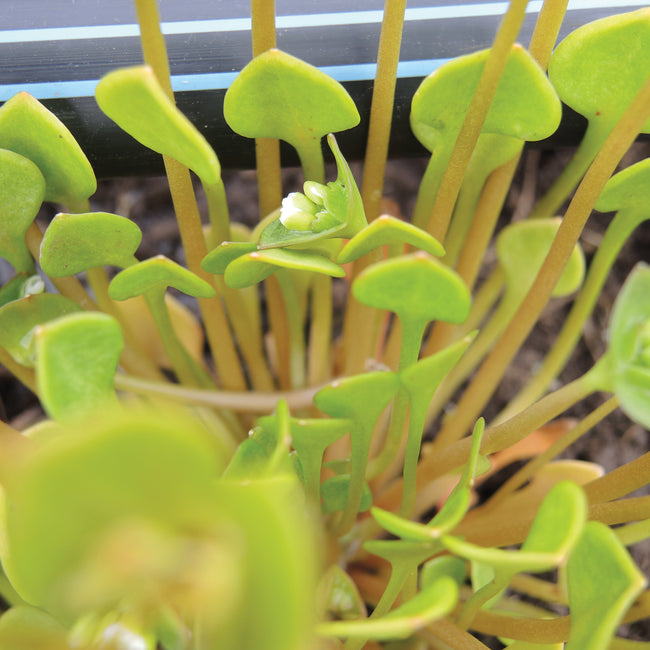 Close-up of Miner's lettuce plants showing heart-shaped green leaves in a seed tray