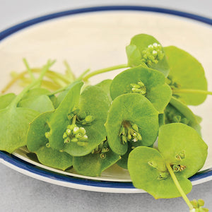 Close-up of Miner's lettuce leaves showcasing heart-shaped bright green leaves on a white plate with blue rim
