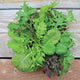 Front view of Sweet and Spicy Blend seed packet showing mixed baby kale and mustard greens on a wooden background