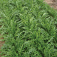 Close-up of Bellezia arugula leaves showing dark green, deeply serrated foliage on upright plants