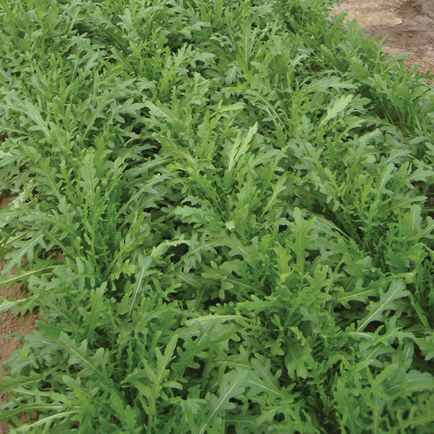 Close-up of Bellezia arugula leaves showing dark green, deeply serrated foliage on upright plants