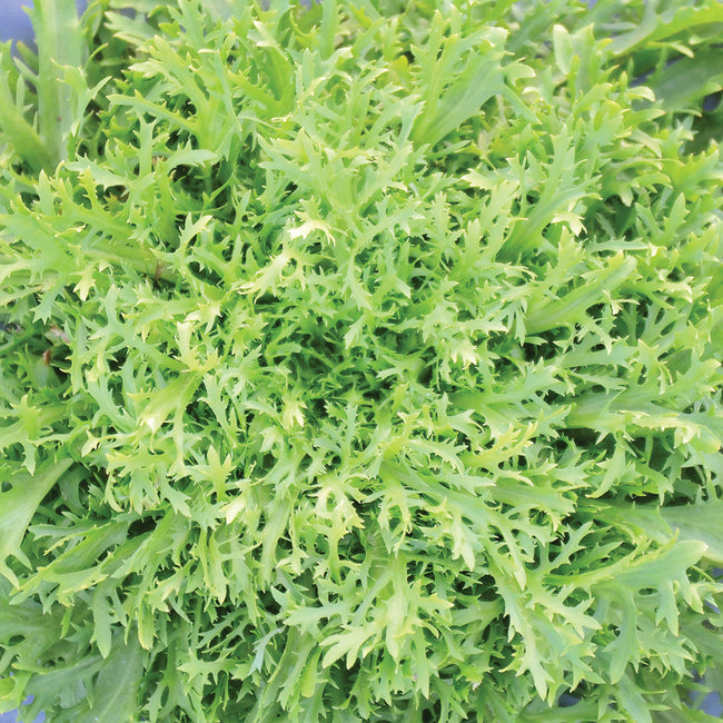 Top-down view of Rhodos endive head showcasing frilly, finely divided pale-green leaves with a creamy inner heart, close-up