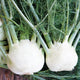 Close up of Victorio fennel bulbs showing large white rounded bulbs and feathery green fronds on a wooden surface