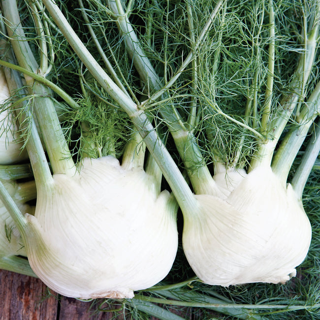Close up of Victorio fennel bulbs showing large white rounded bulbs and feathery green fronds on a wooden surface