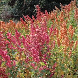 Close-up of Brightest Brilliant Rainbow quinoa seed heads showing bright fuchsia, burgundy, lime, cream, orange, and yellow seed clusters