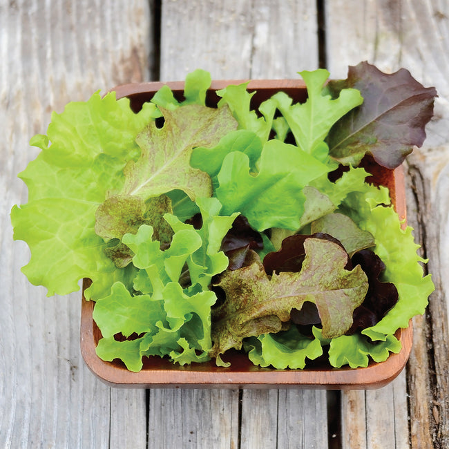 Top-down view of Simply Salad City Garden Mix lettuce in a small terracotta container showcasing red and green mesclun leaves on weathered wood