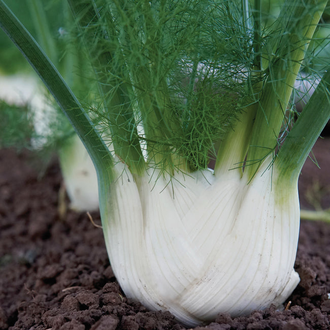 Close-up of Finale fennel bulb showing thick white, slightly flattened 4-inch bulb with green fronds in garden soil