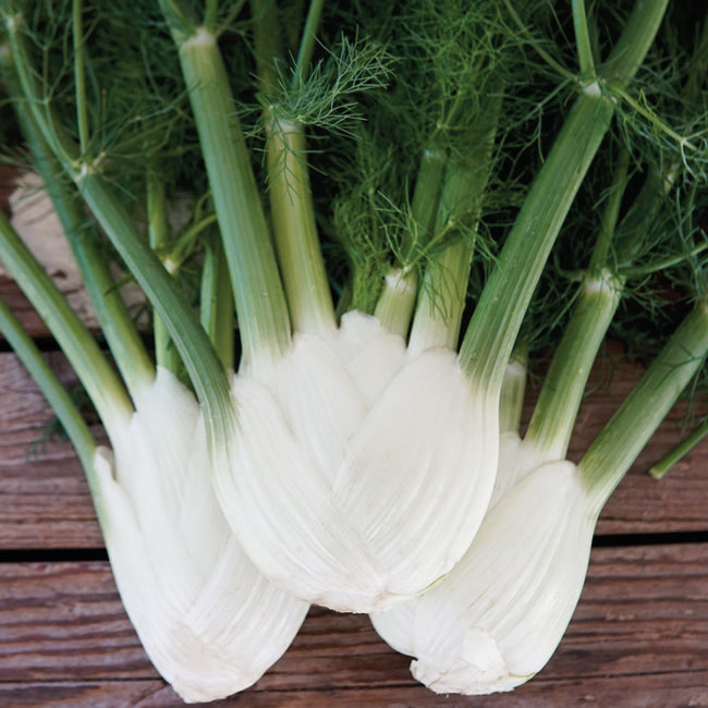 Close-up of Finale fennel bulbs cut in half showcasing white layered bulbs and green stalks on wooden background