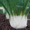 Close-up of Finale fennel bulb showing thick white, slightly flattened 4-inch bulb with green fronds in garden soil