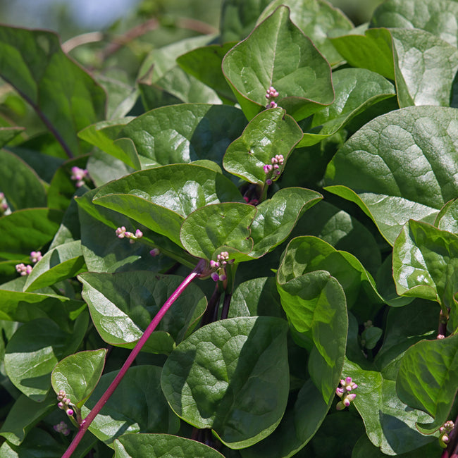 Close-up of Red Malabar spinach showcasing dark green leaves, burgundy stems and pink flower buds in dense foliage