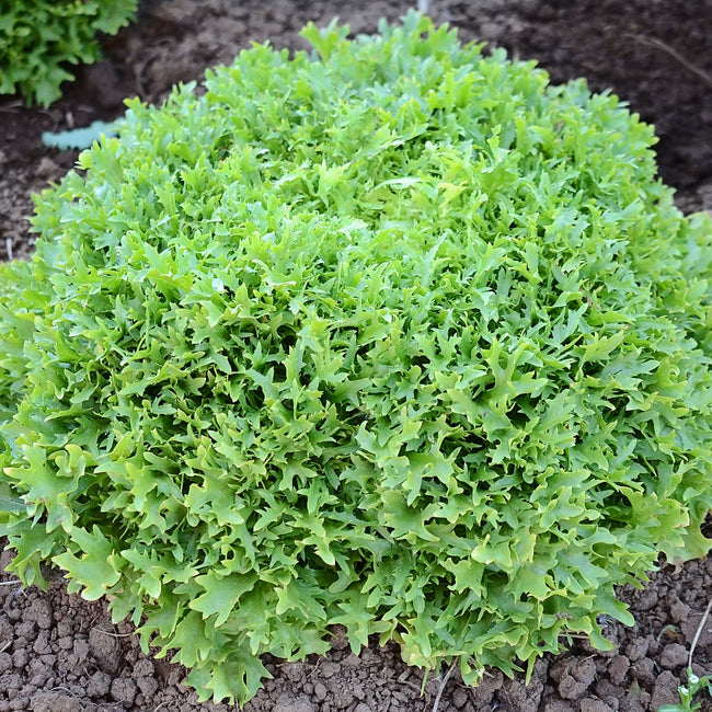 Close-up of Benefine endive head showing dense, finely cut emerald leaves with a creamy inner heart on white background
