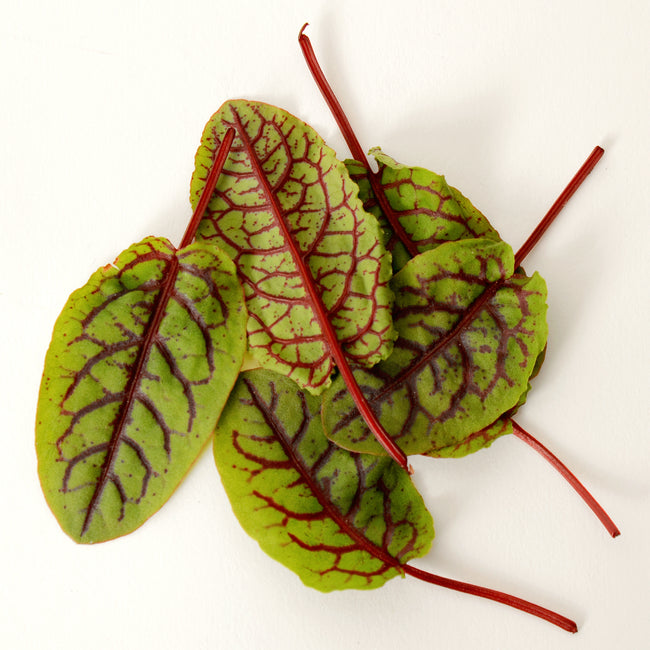 Top-down view of red-veined sorrel leaves showcasing bright crimson veins and red stems on green leaves against a white background