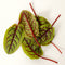 Top-down view of red-veined sorrel leaves showcasing bright crimson veins and red stems on green leaves against a white background