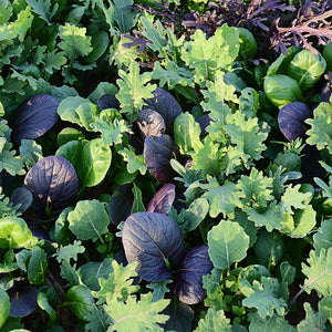 Close up of Brassica Baby Braising Mix seedlings showcasing mixed purple and green baby brassica leaves on soil background