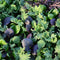 Close up of Brassica Baby Braising Mix seedlings showcasing mixed purple and green baby brassica leaves on soil background