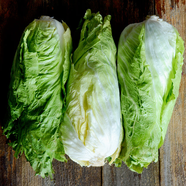 front view of three Nettuno Sugarloaf radicchio heads showcasing dense, teardrop-shaped green leaves and white cores on a white background