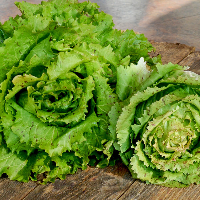 Close-up of Fenice Castelfranco radicchio heads showing light green, serrated leaves speckled with ruby forming tight rosettes on a wooden surface