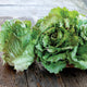 Front view of Fenice Castelfranco radicchio showing light green, serrated leaves with ruby speckles on a wooden table