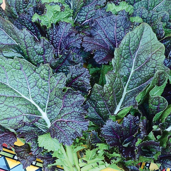 Close-up of Dragon Tongue mustard greens showing frilly green leaves with purple veins and white midribs