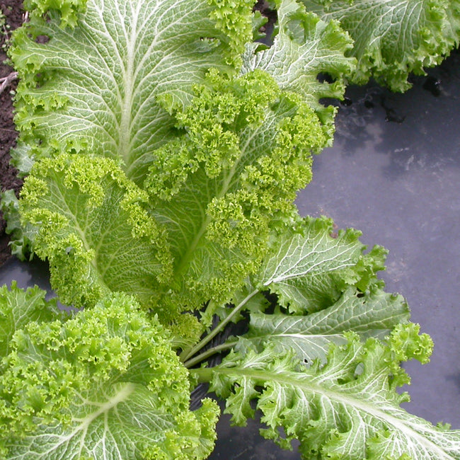Close-up of Green Wave mustard greens showcasing dark green, heavily curled frilly leaves against a neutral background