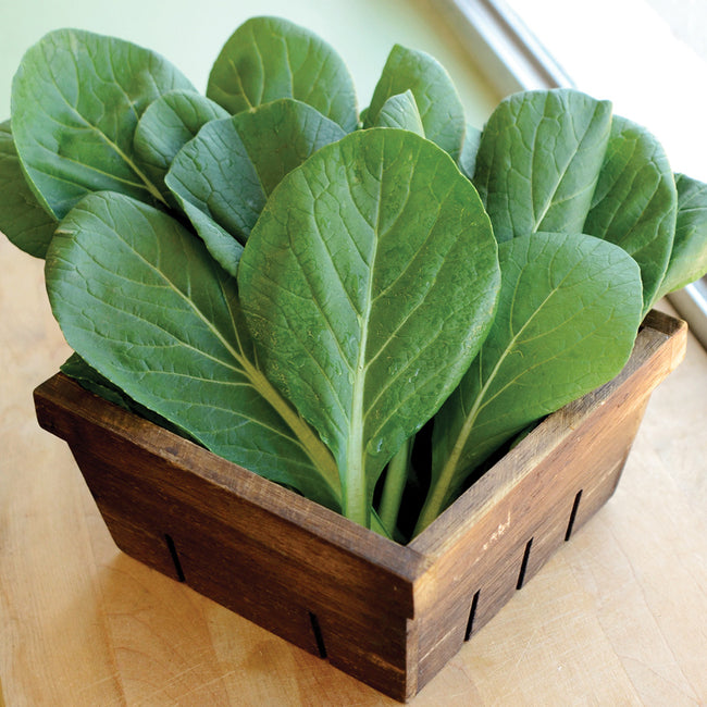 GREEN GIANT-MUSTARD