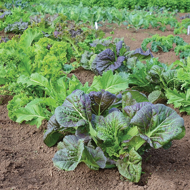Close-up of Wild Garden Mustards mix showcasing green and purple leaves and varied leaf shapes in a cultivated garden bed