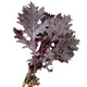 Close-up of Miz America mizuna mustard greens showing deeply lobed burgundy leaves on white background