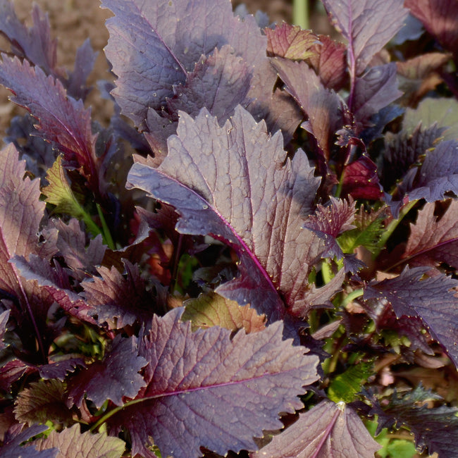 Close-up of Miz America mizuna mustard leaves showcasing deep burgundy color and serrated lobed leaf shape