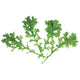 Top-down view of Frizzy Joe mustard greens showing deeply toothed, frilly bright green leaves on a white background