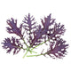 Front view of Frizzy Lizzy mustard leaves showcasing deeply toothed, frilly purple-and-green foliage on white background