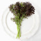Close-up of Frizzy Lizzy mustard greens showing frilly, deeply toothed purple and green leaves on a white plate