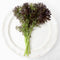 Close-up of Frizzy Lizzy mustard greens showing frilly, deeply toothed purple and green leaves on a white plate