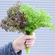 Close-up of Frizzy Lizzy mustard greens showing frilly, deeply toothed purple-green leaves on white background