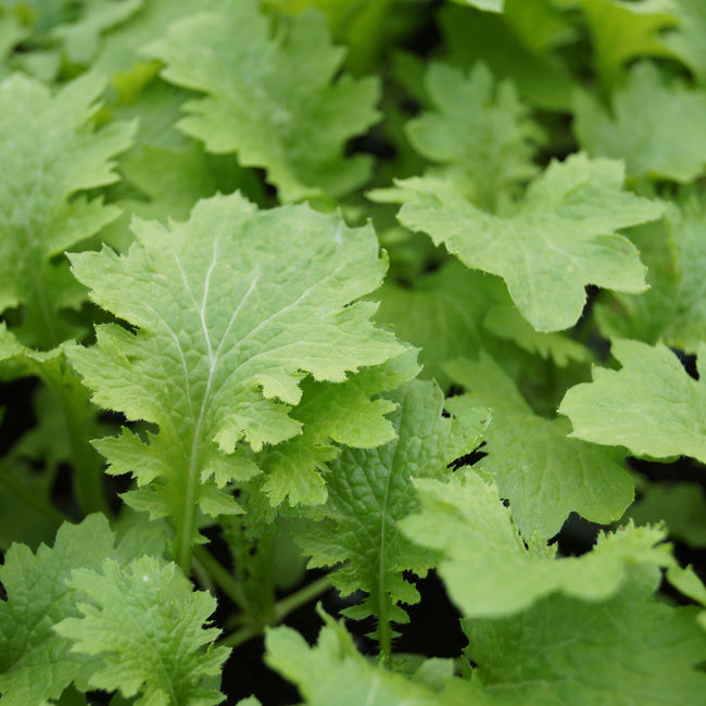Close-up of Wasabina mustard leaves showcasing frilly, serrated light-green foliage in a dense patch