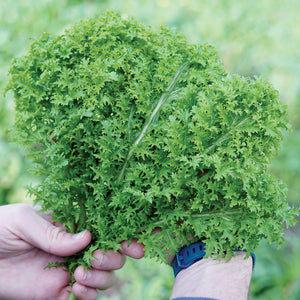 Close-up of Wasabina mustard greens held in hand showcasing frilly serrated leaves with blurred garden background
