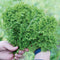 Close-up of Wasabina mustard greens held in hand showcasing frilly serrated leaves with blurred garden background