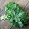 Close-up of Amara Ethiopian kale-mustard plant leaves showing crinkled green foliage on a wood surface
