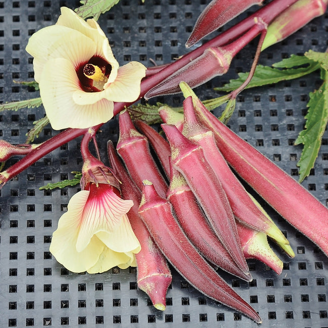Close-up of candle fire okra pods including flowers and vegetation on black plastic drip tray