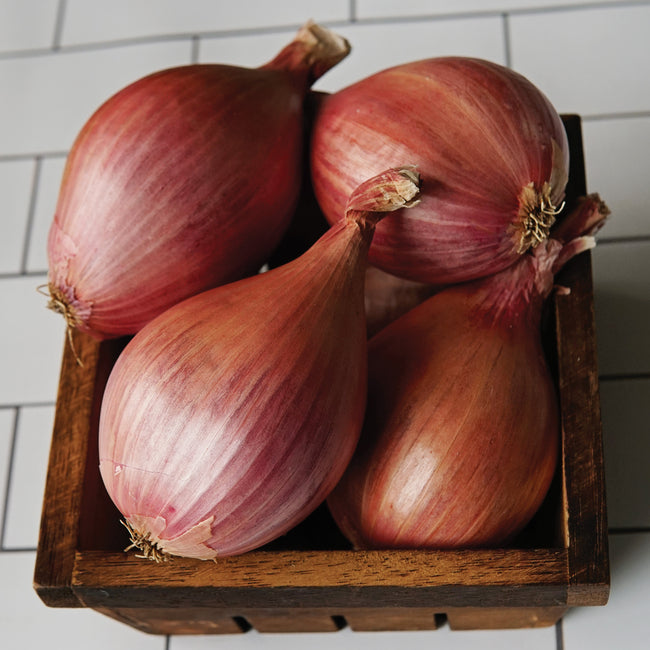 DAVIDOR-SHALLOT