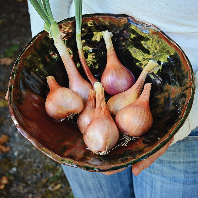 Top-down view of six Ambition shallot bulbs with rust-colored skins and green stems in a ceramic bowl held by a person