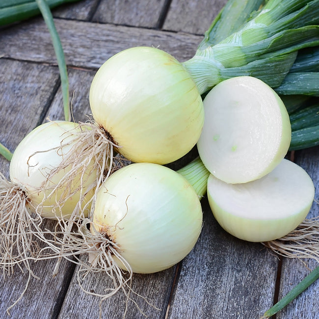 Close up of Cortland onion bulbs showing globe shape and pale yellow skin with one halved to show white interior on light wood background