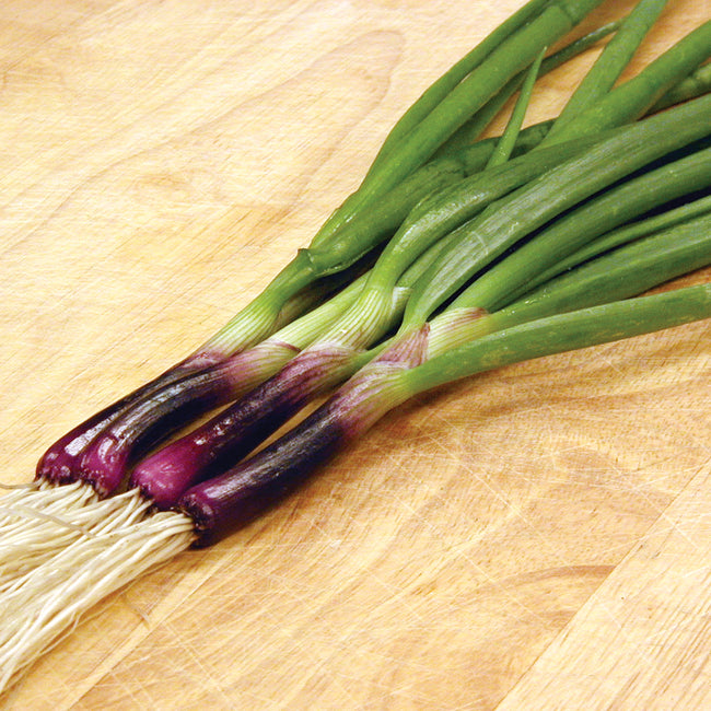 RED BARON-ONION